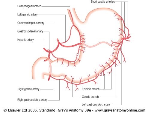 Medical Textbook In The Net: Gaster Anatomy II - 494x379 - jpeg Common Hepatic Artery Branches
